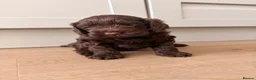 Cockapoo dogs for sale: F1B cockapoo puppies in Kilwinning - Advert 12