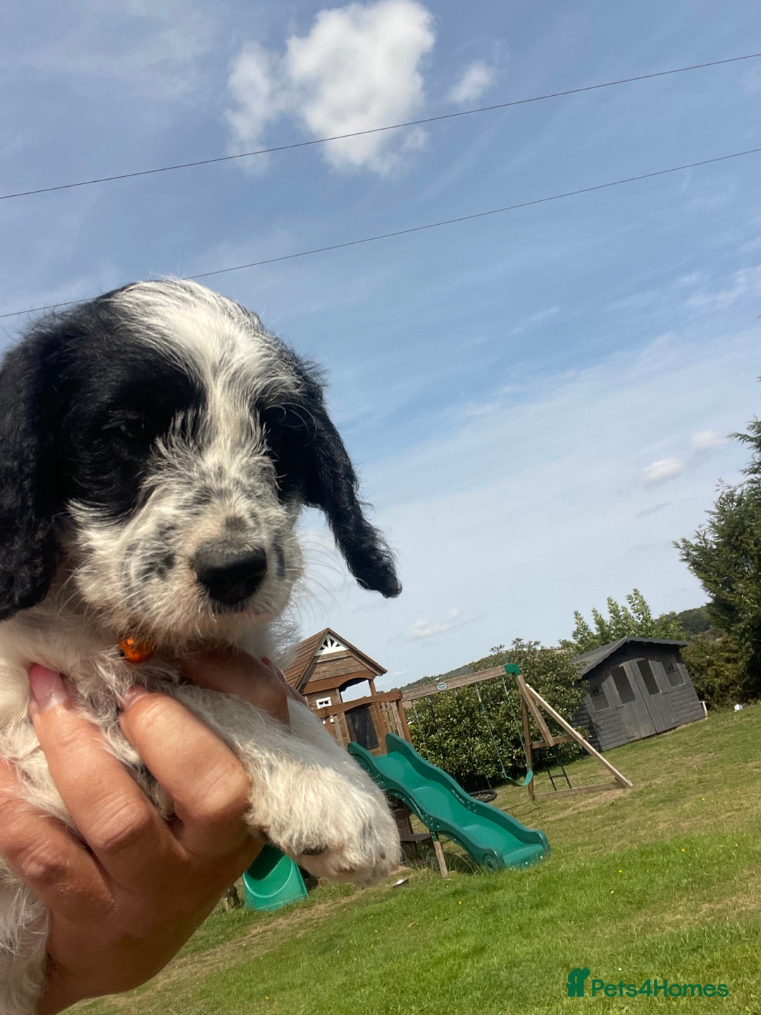 Mixed Breed dogs for sale: Last girl Ready to go Rare Dalmadoodle puppies 🏡 - Image 14