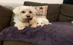 Maltese dogs for sale: Absolutely adorable Maltese girl  - Image 15