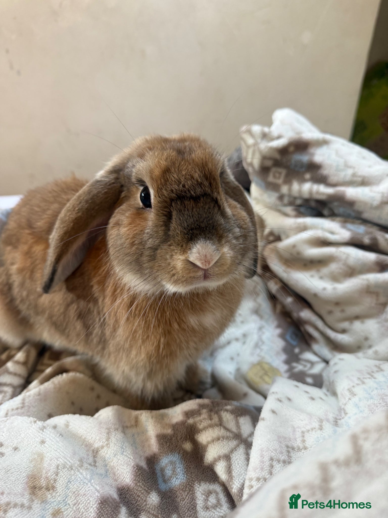 Mixed Breed rabbits Mixed bunny 7 months old very gentle - Advert 1