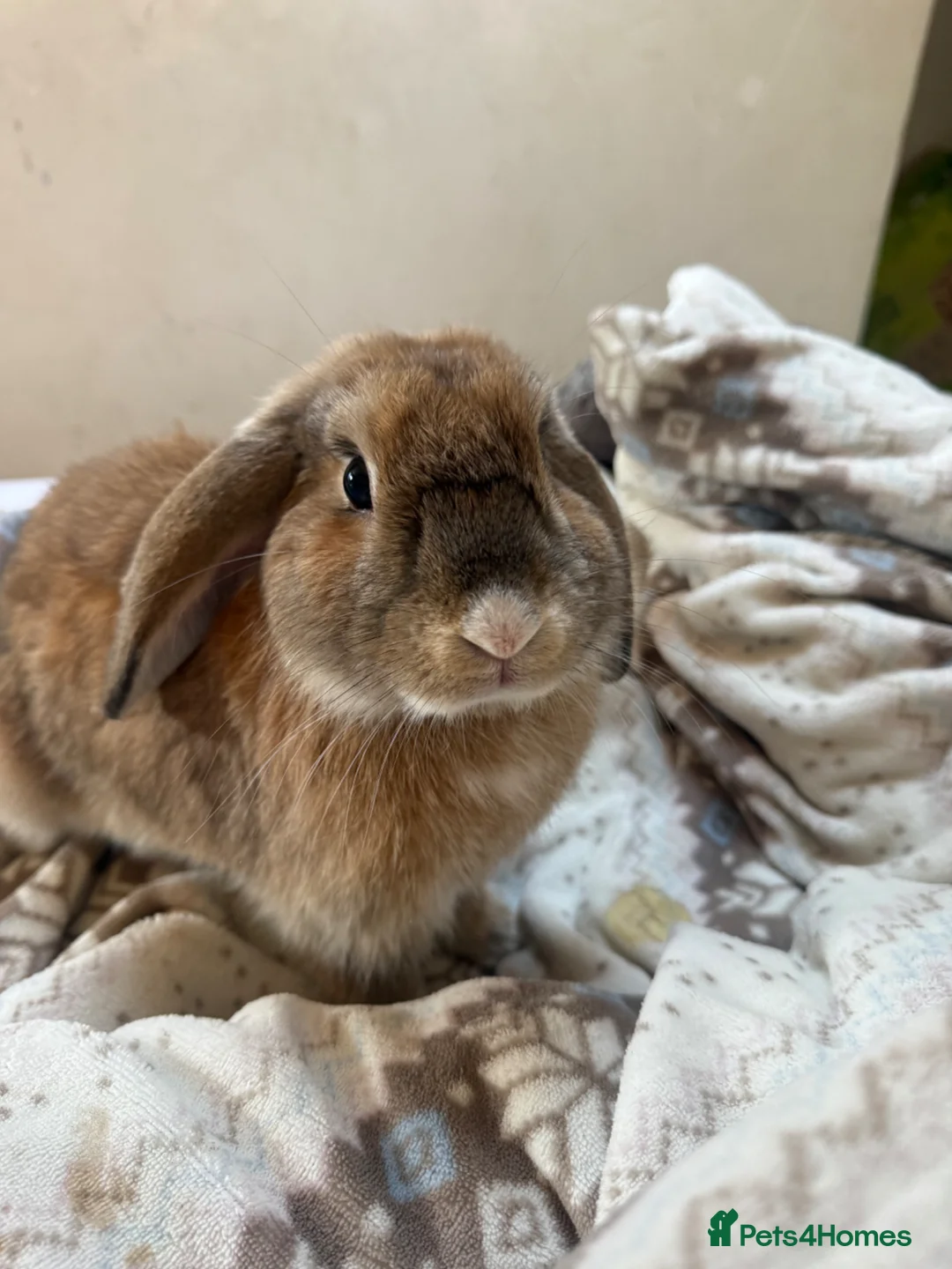 Mixed Breed rabbits for sale: Mixed bunny 7 months old very gentle in Grays - Advert 1