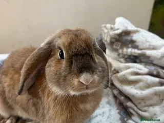 Mixed Breed rabbits Mixed bunny 7 months old very gentle - Advert 1