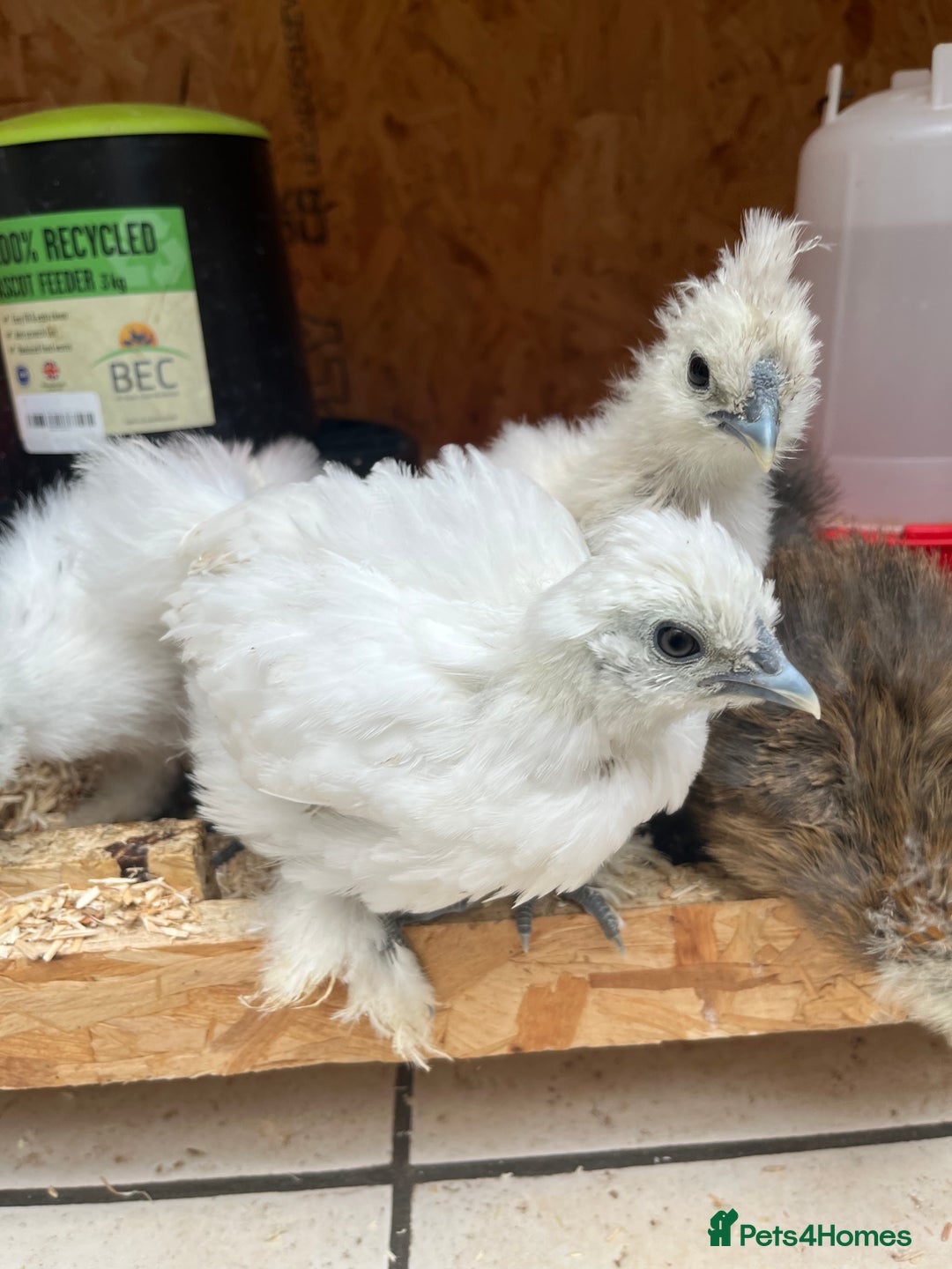 Chickens poultry for sale: Silkies - ducklings - Drakes - Advert 26