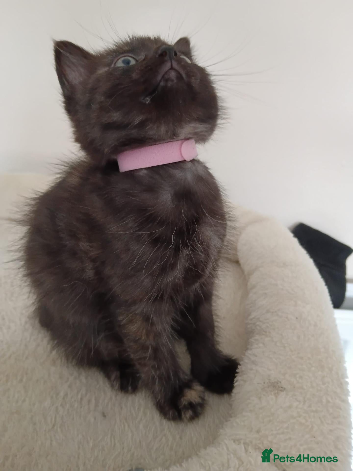 Mixed Breed cats Only 1 pink band girl available Beautiful kitten - Advert 12