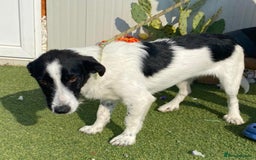 Mixed Breed dogs for adoption: Beautiful & Gentle LALY - for a Loving Home - Image 6