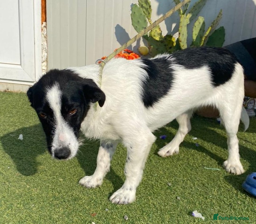 Mixed Breed dogs for adoption: Beautiful & Gentle LALY - for a Loving Home - Image 6