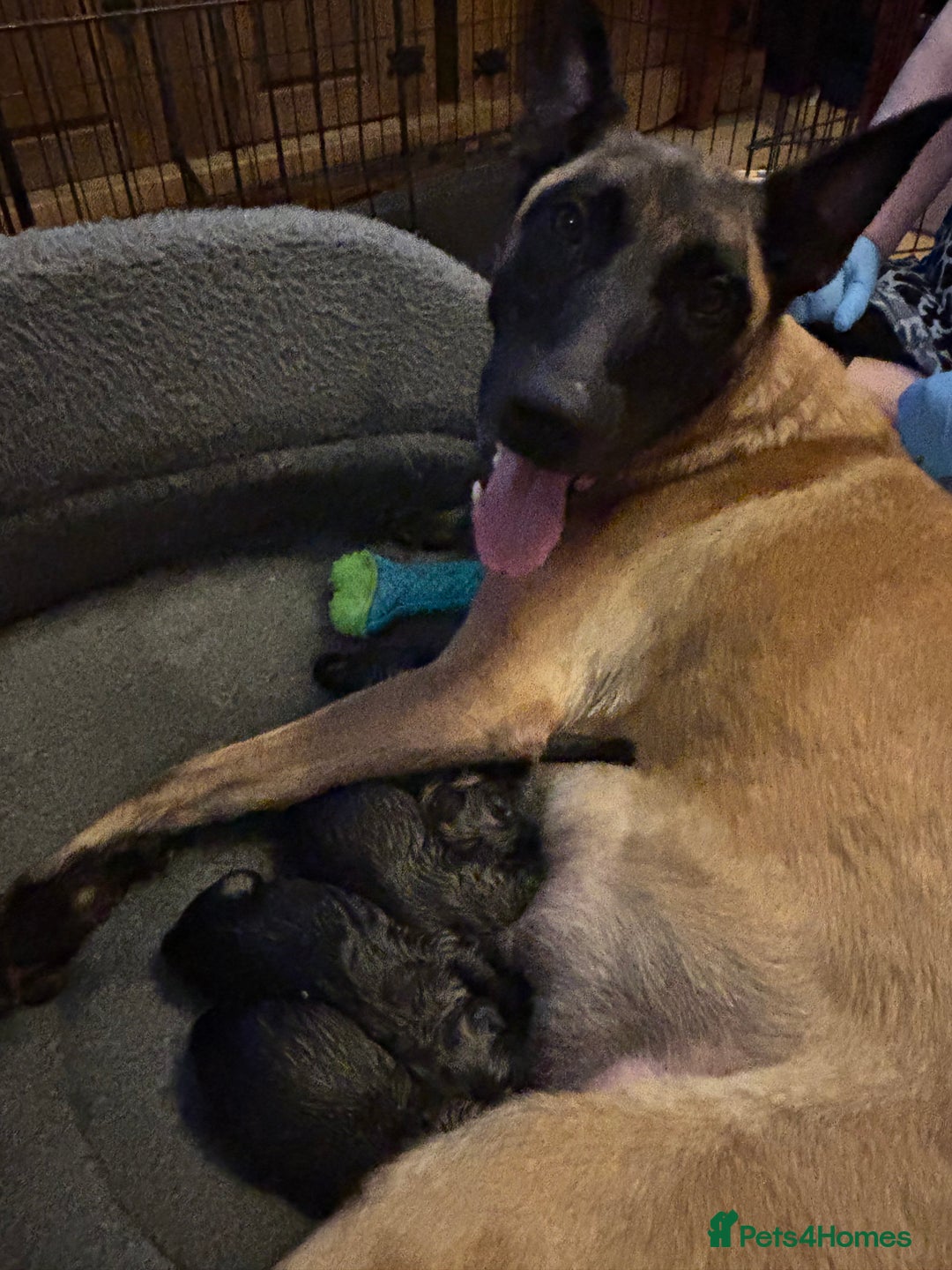 Belgian Shepherd Dog dogs for sale: Belgian Malinois Puppies  - Image 7