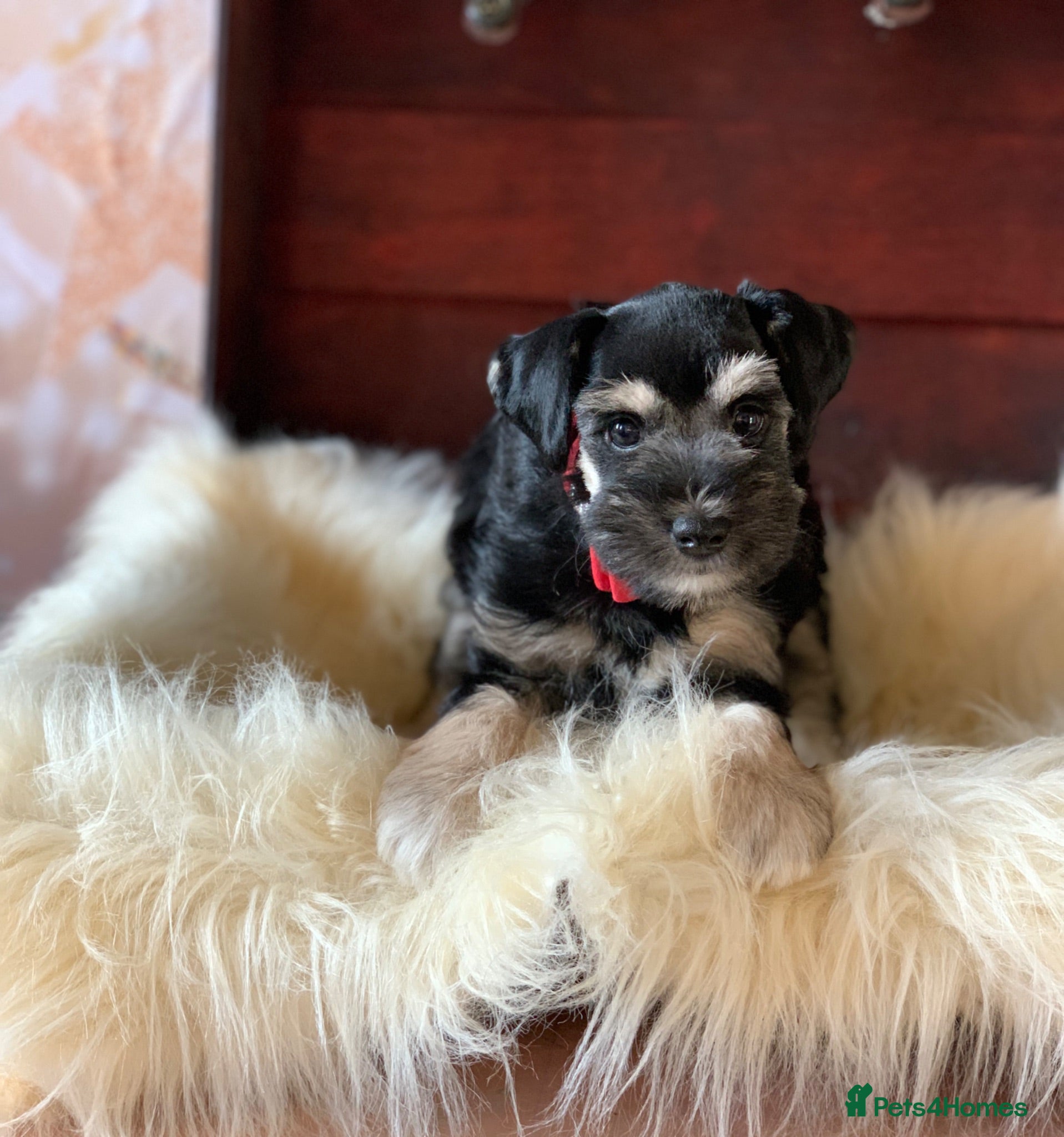 Miniature Schnauzer dogs 5* Licensed READY KC Small Mini Schnauzer Litter  - Advert 8