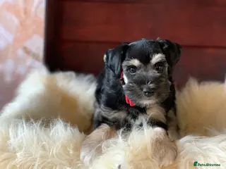 Miniature Schnauzer dogs 5* Licensed READY KC Small Mini Schnauzer Litter - Advert 8