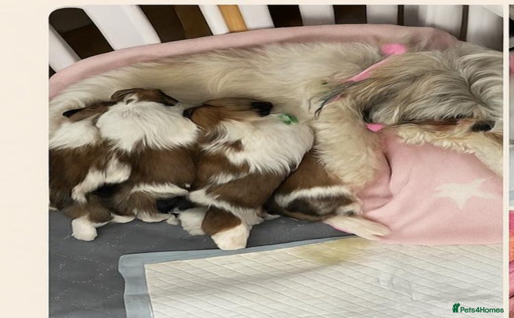 Lhasa Apso dogs - Advert 1