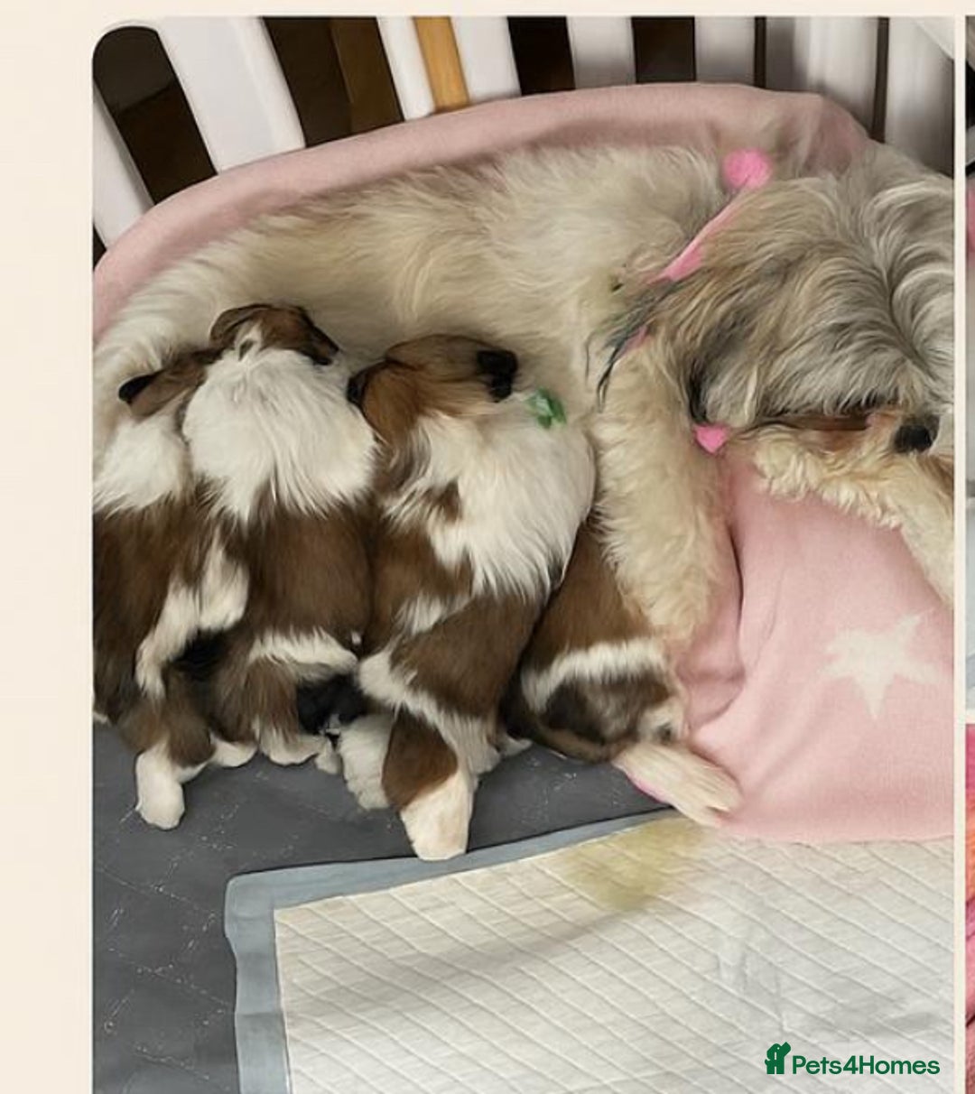 Lhasa Apso dogs for sale: Adorable babies  - Image 1