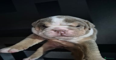 English Bulldog dogs - Advert 5