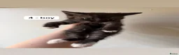 Mixed Breed cats for sale: 4 kittens  - Advert 6