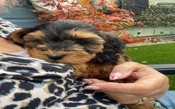 Cockapoo dogs for sale: Cuddly, cute, calm, sable Cockapoo puppies  - Image 35