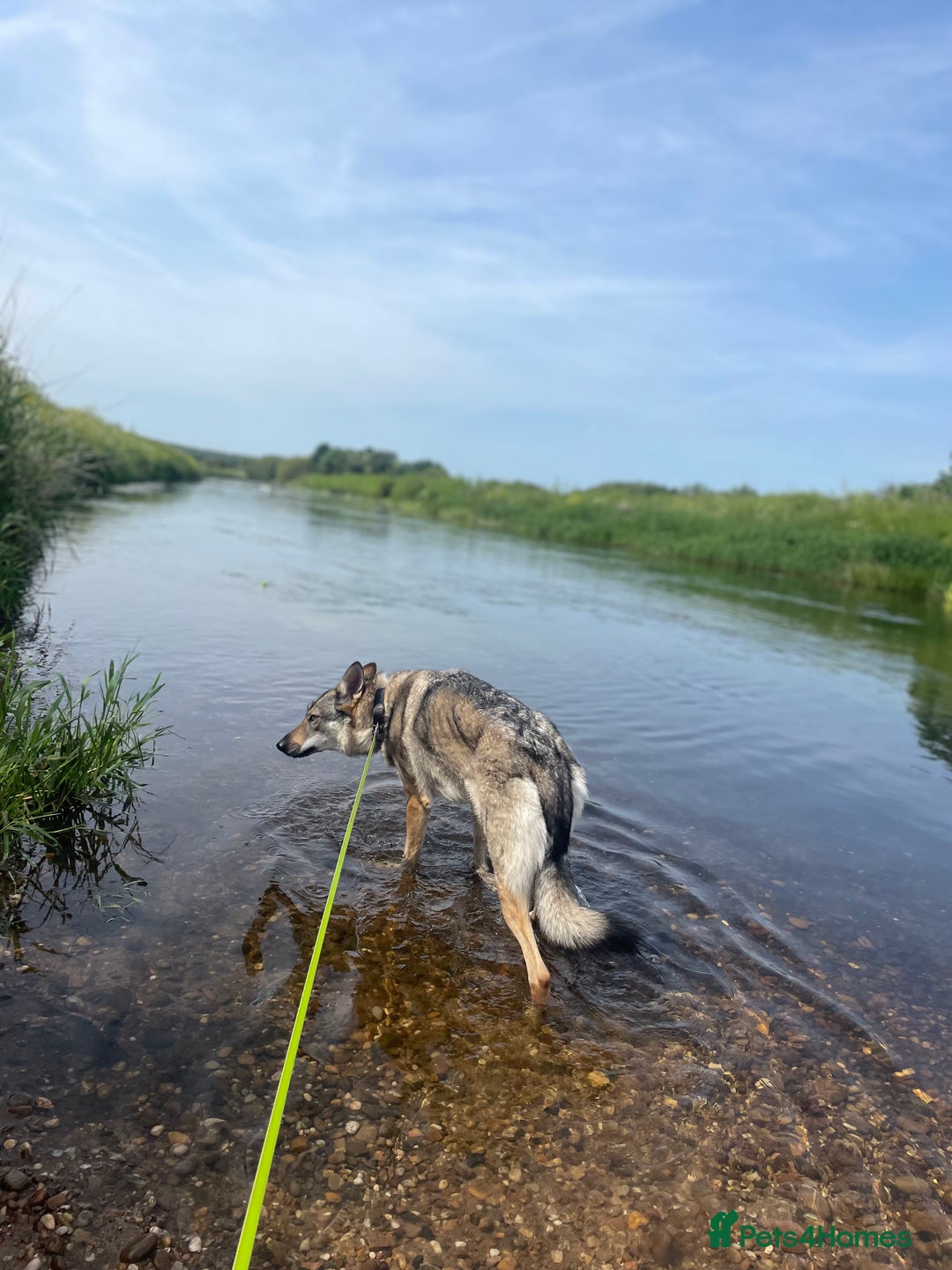 Mixed Breed dogs for sale: Czechoslovakian wolfdog for good home - Image 4