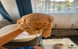 Maltipoo dogs for sale: Gorgeous Maltipoo Puppies - Image 22
