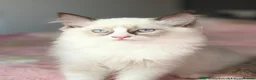 Ragdoll cats for sale: Exceptional Ragdolls  - Advert 27