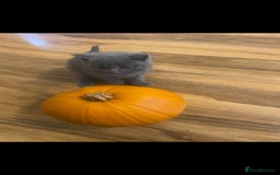 British Shorthair cats for sale: British Shorthair kittens for sale - Image 8