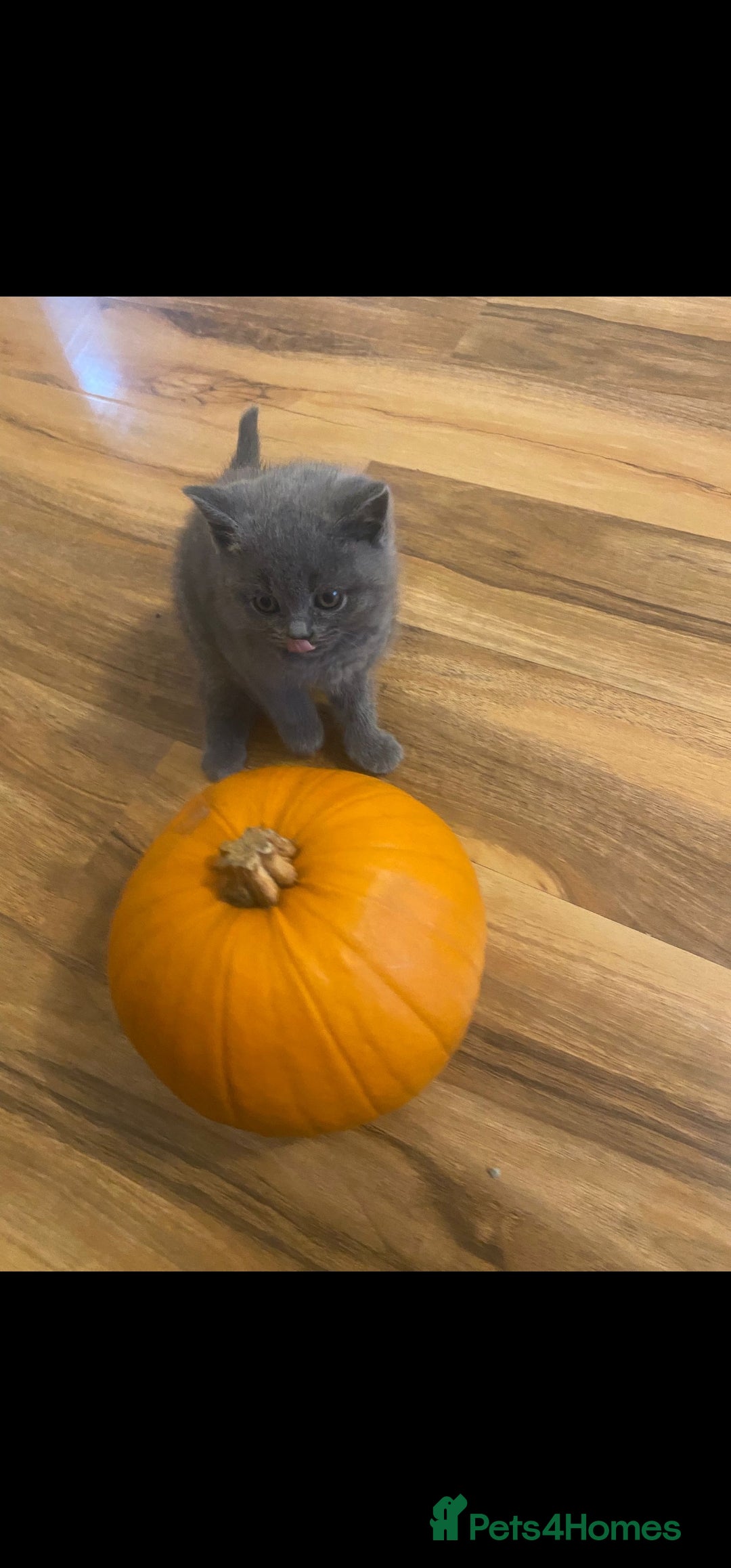 British Shorthair cats for sale: British Shorthair kittens for sale - Image 8