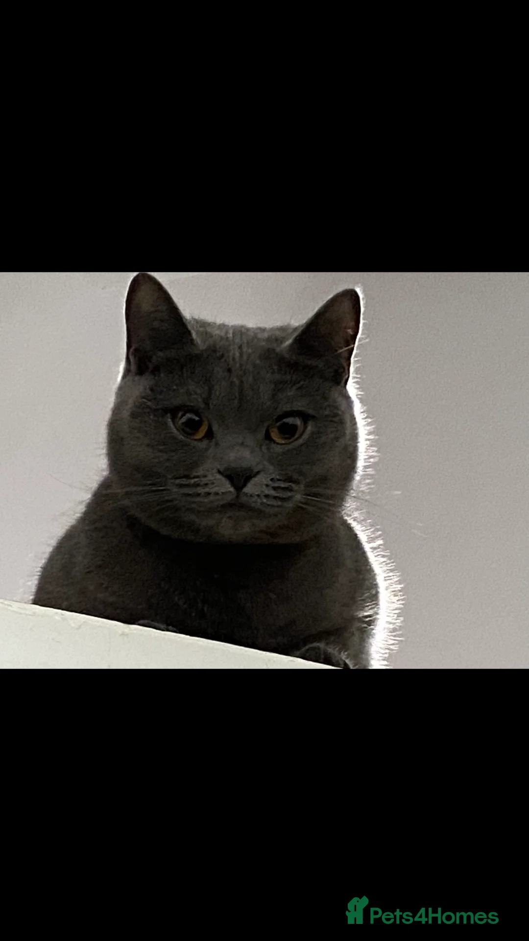 British Shorthair cats for sale: Pedigree bsh kittens  - Advert 2