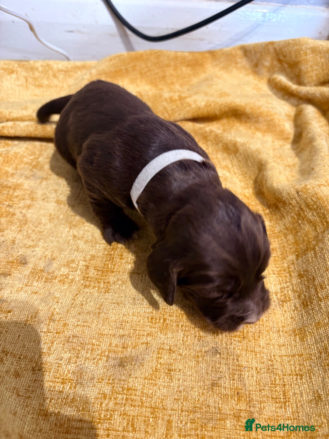 Cocker Spaniel dogs for sale: Cocker Spaniel Puppies  for sale - Image 4