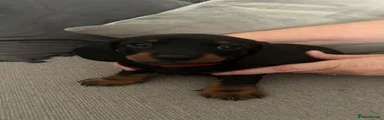 Miniature Dachshund 2