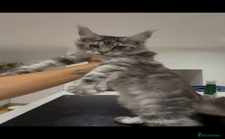 Maine Coon cats - Advert 8