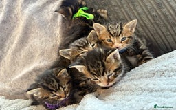Bengal cats for sale: 5 kittens ready to go soon - Image 3