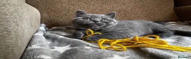 British Shorthair 5