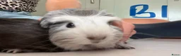Guinea Pig rodents for sale: Baby guinea pigs  - Advert 2