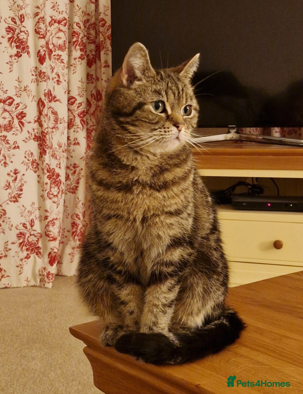 Mixed Breed cats Beautiful 7 year old tabby looking for a new home - Advert 5