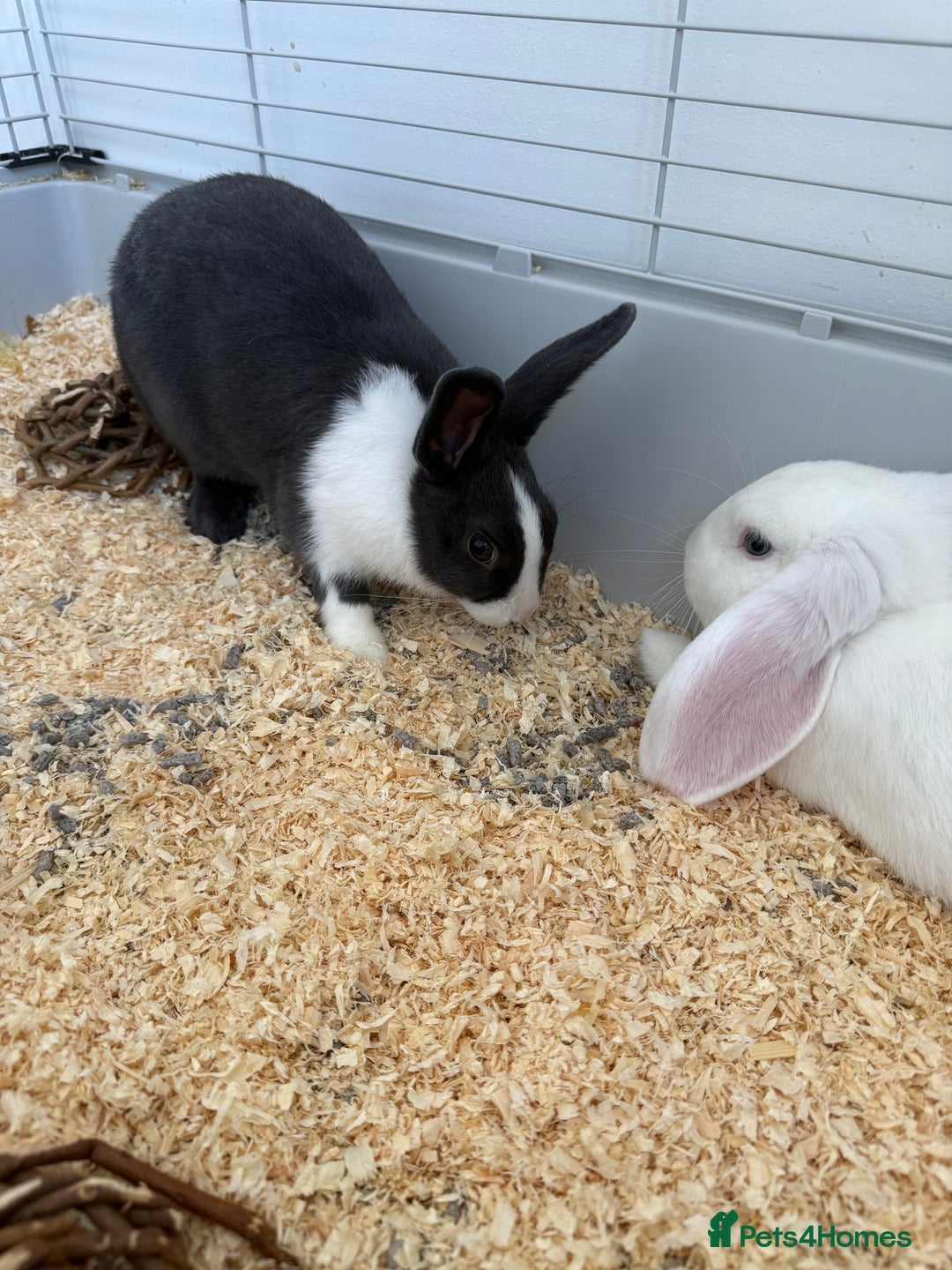 Mini Lop rabbits for sale: Dutch and Mini lop pair  - Image 3