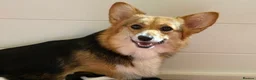 Welsh Corgi Pembroke dogs for sale: Champion sired girl looking for forever family - Advert 23