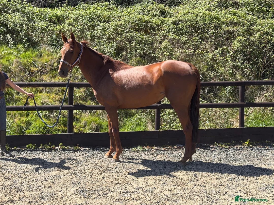 English Thoroughbred horses for sale: Quality little mare on a budget - PROMISE  - Advert 6