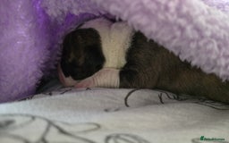 American Bulldog dogs for sale: American bulldog pups for sale - Image 13