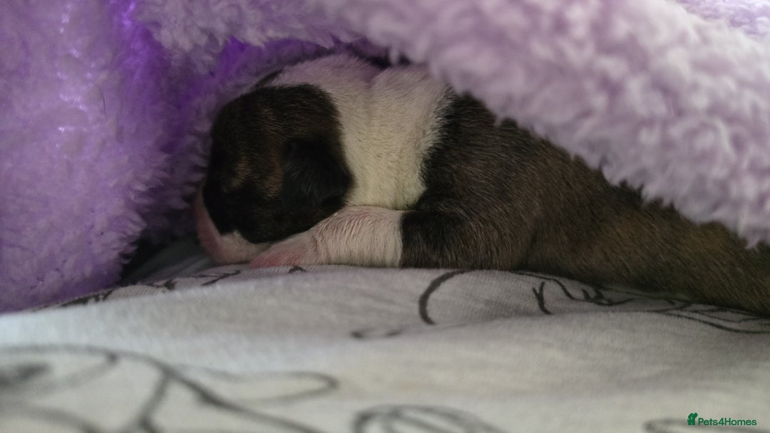American Bulldog dogs for sale: American bulldog pups for sale - Image 13