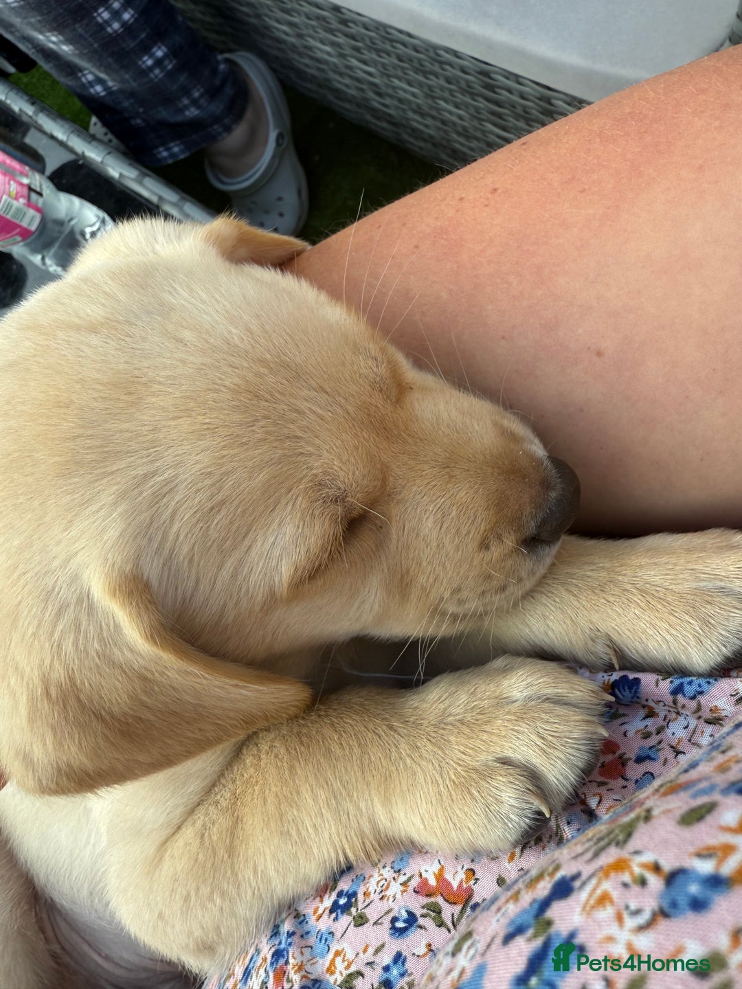Labrador Retriever dogs for sale: Labrador puppies 8 weeks old  - Image 2