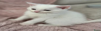 Munchkin Kitten 3