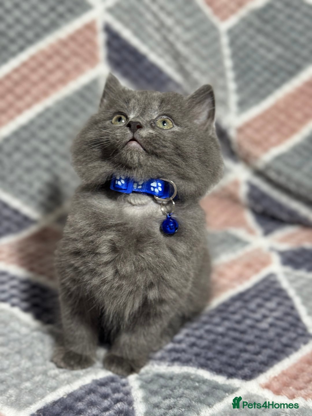 Mixed Breed cats for sale: 🐾 Adorable 9-Week Kittens for Sale 🐾 - Advert 6