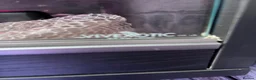 Corn Snake reptiles for sale: 2.5 year male corn snake and vivarium - Advert 11