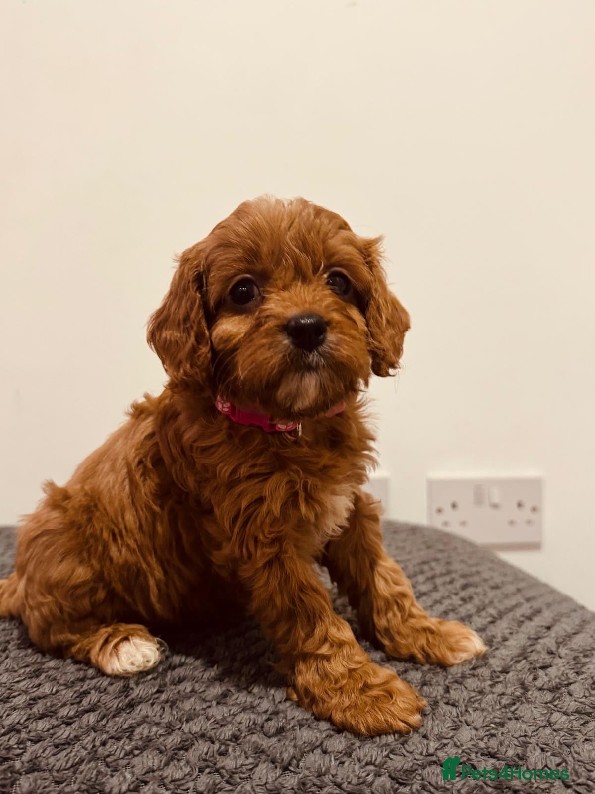 Cavapoo dogs Darling Cavapoos  - Advert 5