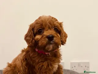 Cavapoo dogs Darling Cavapoos - Advert 2