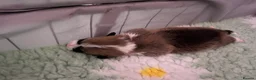 Welsh Corgi Pembroke dogs for sale: Welsh Pembroke Corgi - Advert 22