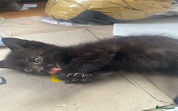 Mixed Breed cats for sale: All black kittens - Image 4