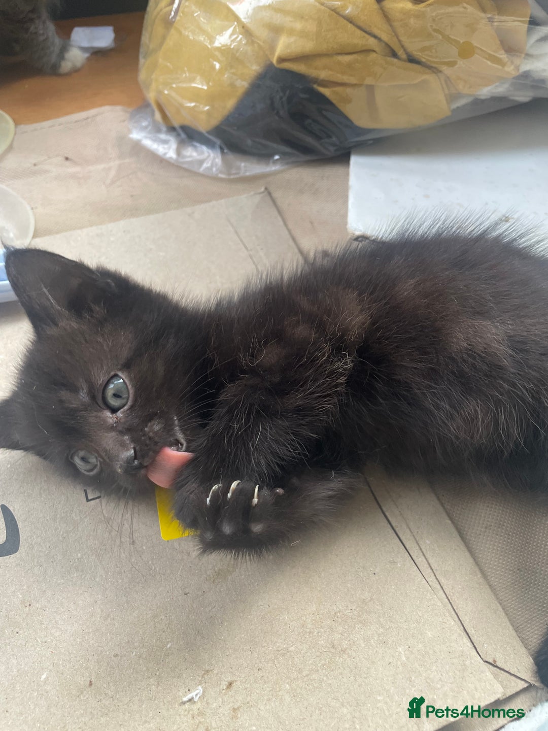 Mixed Breed cats for sale: All black kittens - Image 4