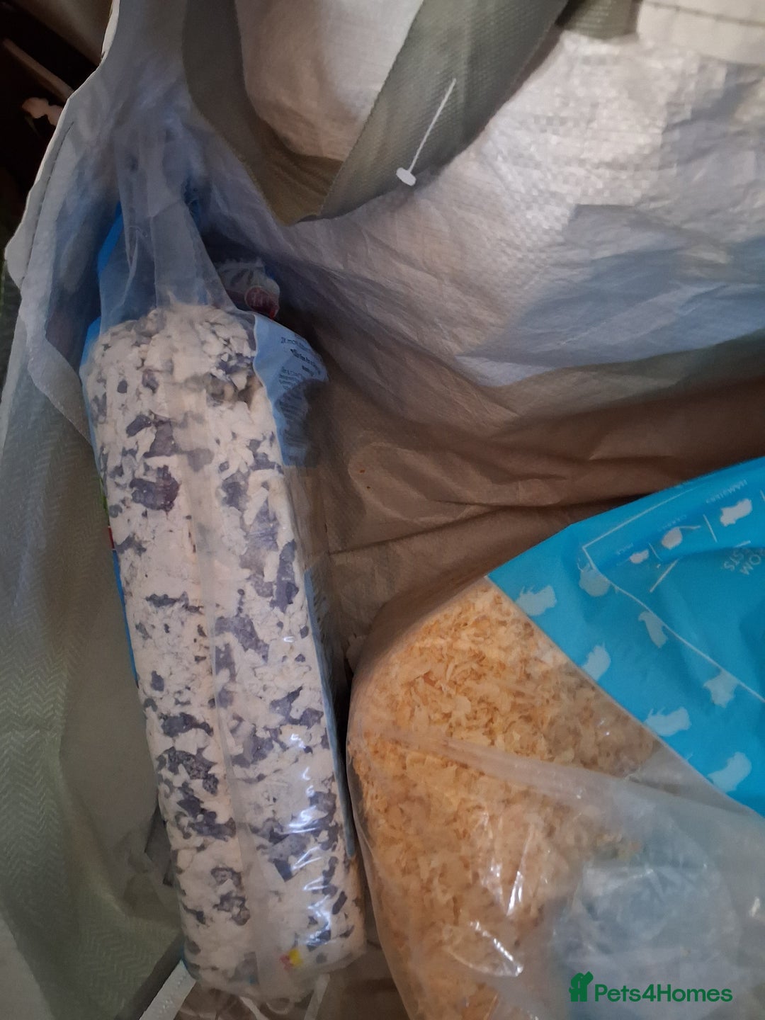 Hamster rodents for sale: Titch. Syrian Hamster. Cage, food and bedding too. - Advert 9