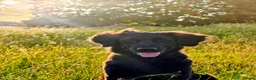 Golden Shepherd dogs for sale: Golden Shepherd Girl For New Home in Cheltenham - Advert 1