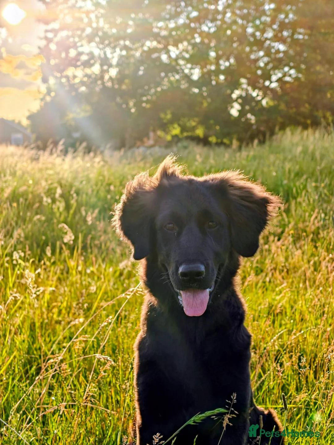 Golden Shepherd dogs for sale: Golden Shepherd Girl For New Home in Cheltenham - Advert 1