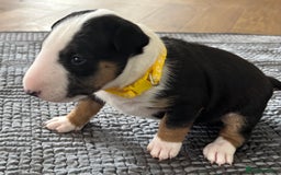 English Bull Terrier dogs for sale: Beautiful English bull terrier  - Image 15