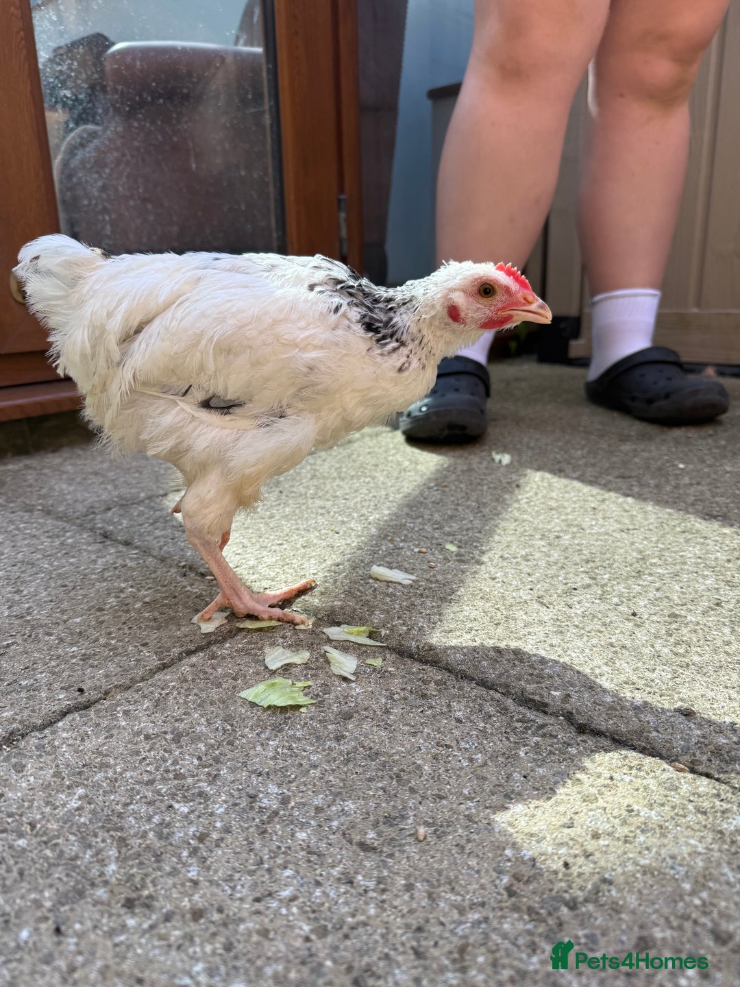 Chickens poultry for sale: 15 week Sussex Cockerel  - Image 3